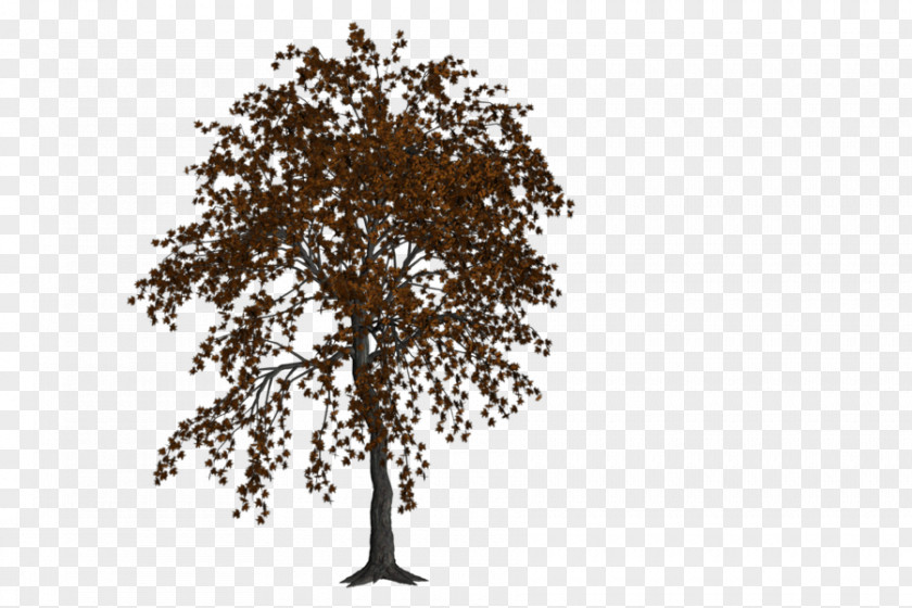 Autumn Landspace Twig Tree Oak Art PNG