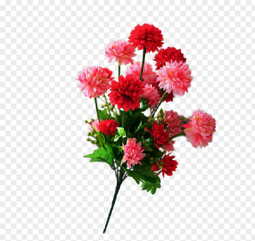 Flower Shoeblackplant Cut Flowers Carnation Ornamental Plant PNG