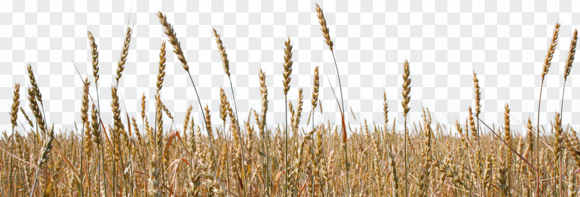 Wheat Spelt Emmer Durum Einkorn Common PNG