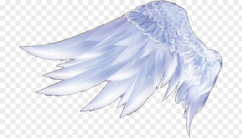 Wings Angel Feather PNG