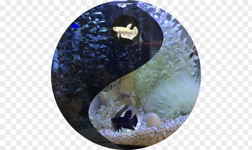 Ying Yang Siamese Fighting Fish Yin And Animal Reptile PNG