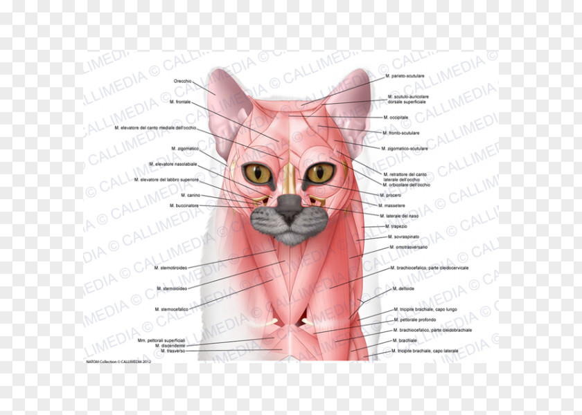 Cat Whiskers Domestic Short-haired Muscle Anatomy PNG