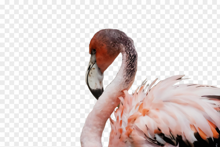 Ducks Geese And Swans Wildlife Flamingo PNG