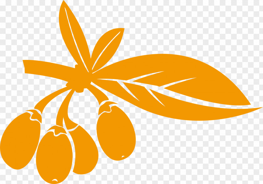 Fruit Herbs Lycium Chinense Matrimony Vine Ruthenicum PNG