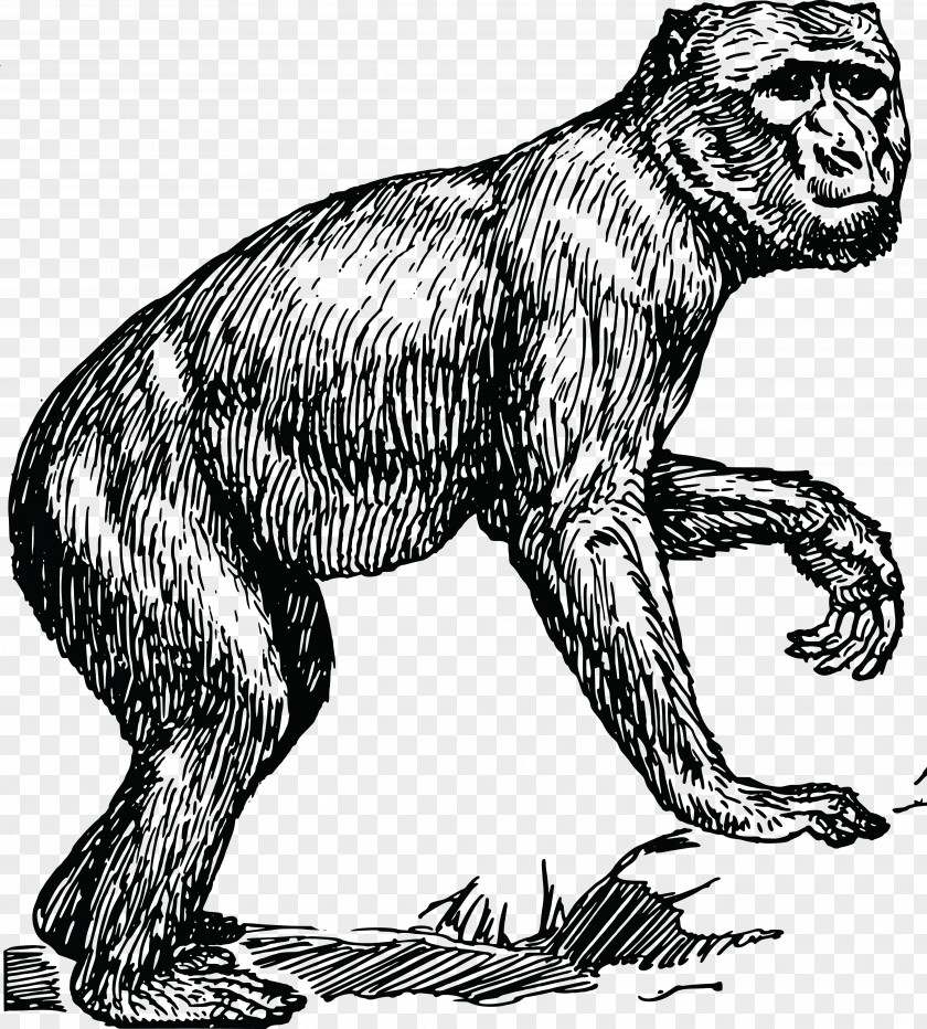 Gorilla Ape Primate Clip Art Women PNG