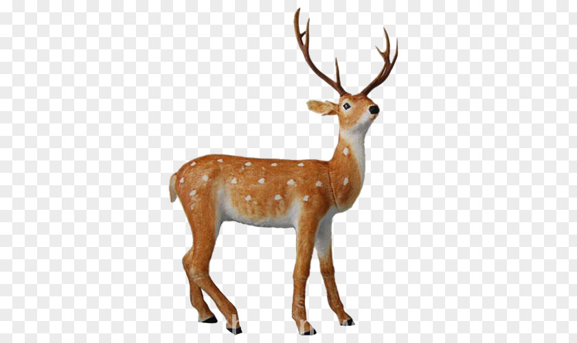 Horned Deer Reindeer Elk Red White-tailed PNG