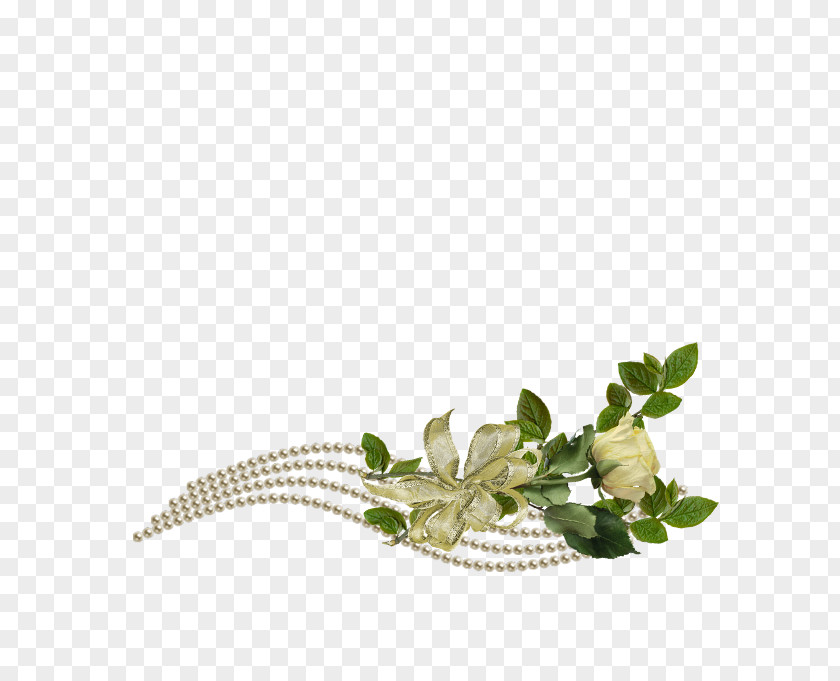 Leaf Twig Herbalism Plant Stem PNG