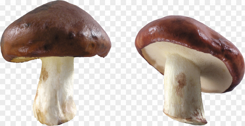 Mushroom Image PNG