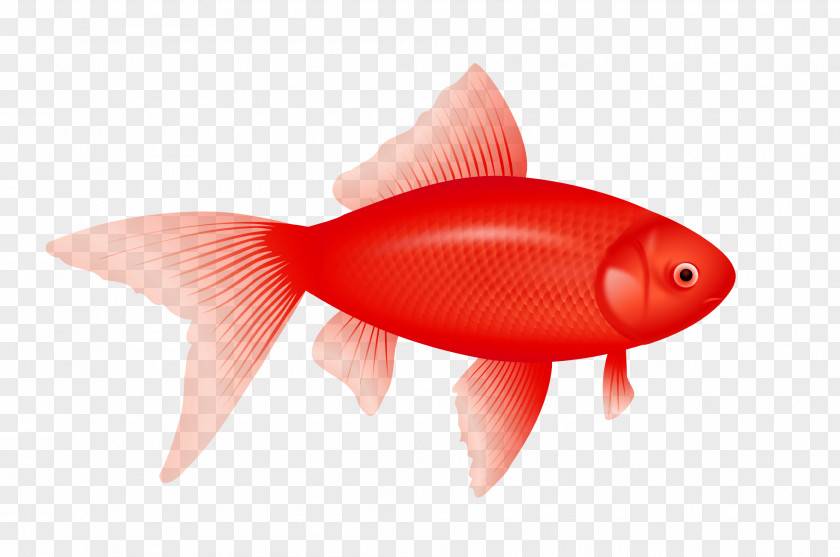 Red Fish Image Clip Art PNG