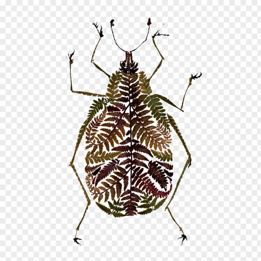The Insects That Make Up Leaves Beetle Fern Leaf Art Illustration PNG
