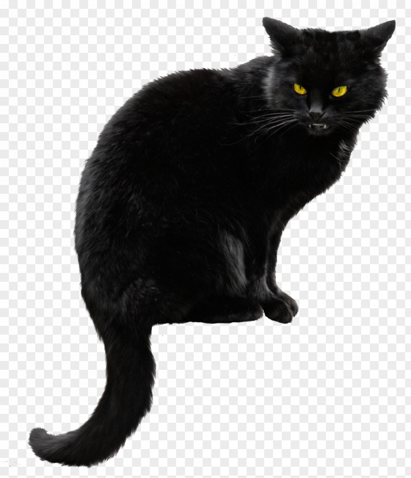 Black Cat File Siberian Kitten Halloween PNG