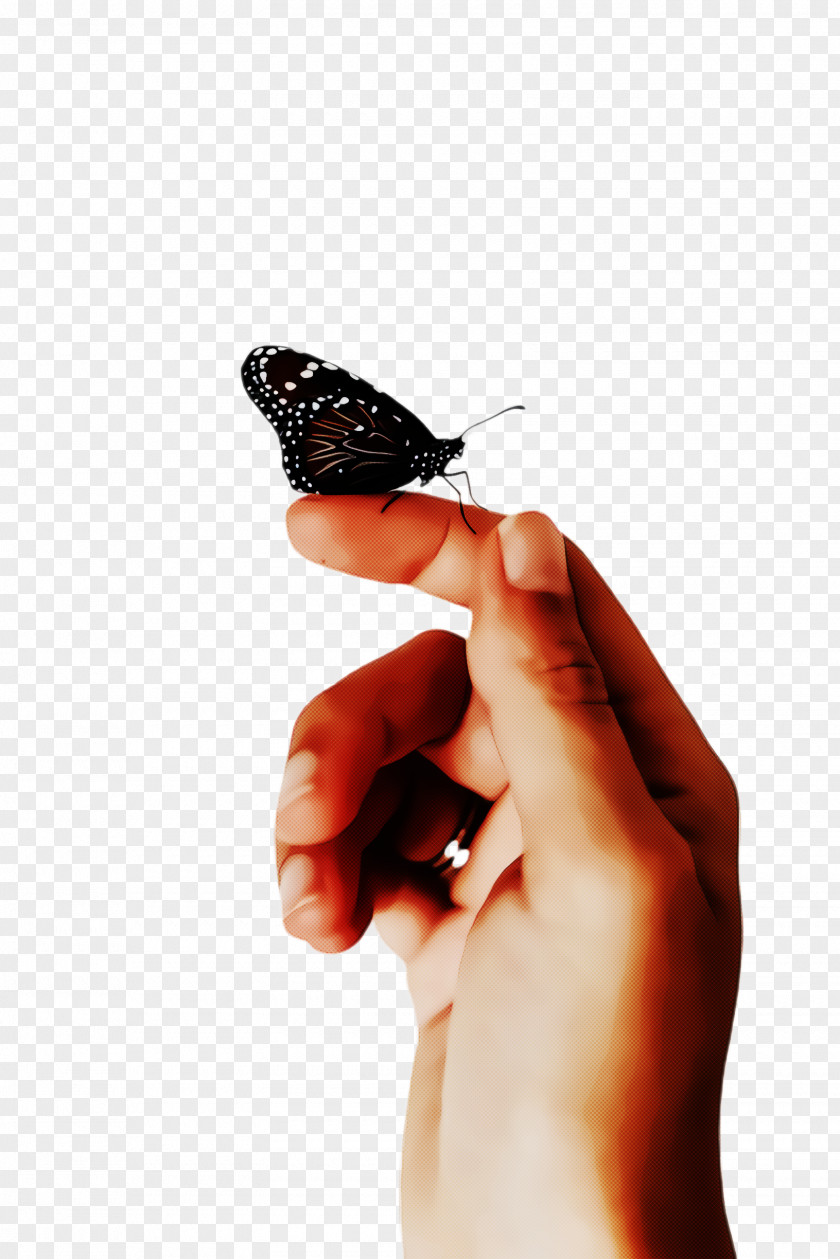 Nail Pollinator Monarch Butterfly PNG