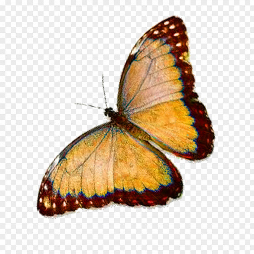 Poisonous Butterfly Monarch Faiths Pursuit Pieridae Lycaenidae PNG