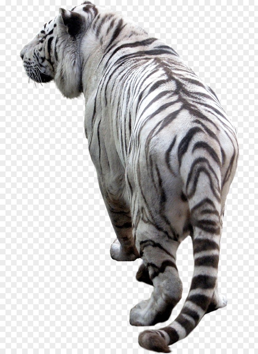 Tiger Image Download Tigers PNG