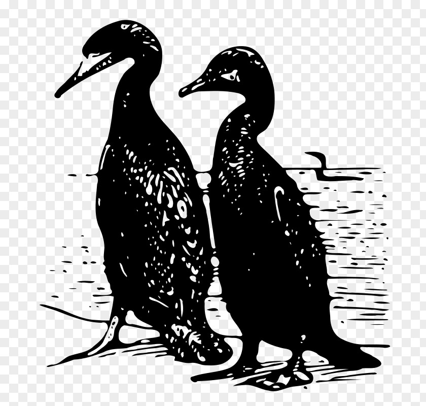 Two Ducks Duck Silhouette Clip Art PNG