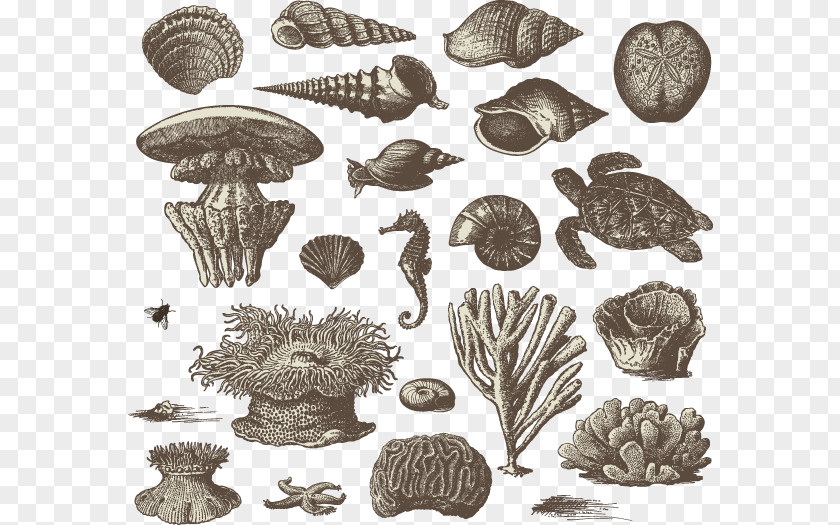 Vector Painted Shellfish Biological Visual Design Elements And Principles Drawing Illustration PNG
