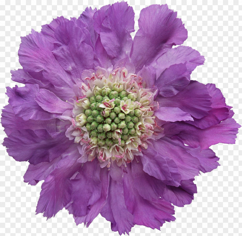 Violet Flower Purple Adobe Photoshop PNG