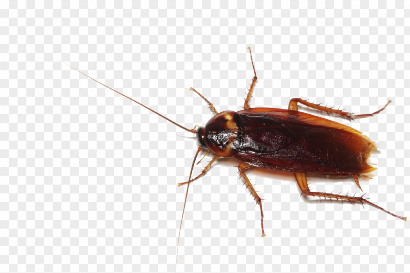 Cockroach Transparent German Insect Pest Control PNG