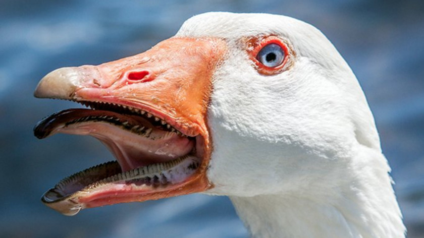 Goose Toulouse Bird Duck Common Potoo PNG