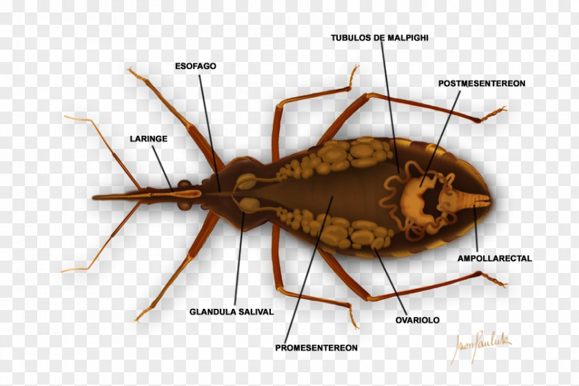Health Triatoma Infestans Chagas Disease Bedbug Medicine PNG
