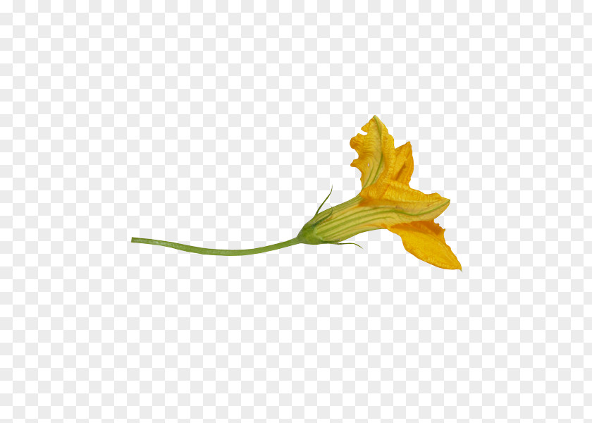 Leaf Petal Flowering Plant Stem PNG