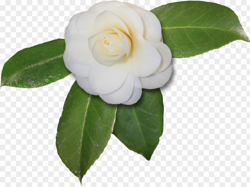 Magnolia Japanese Camellia Sasanqua Flower PNG