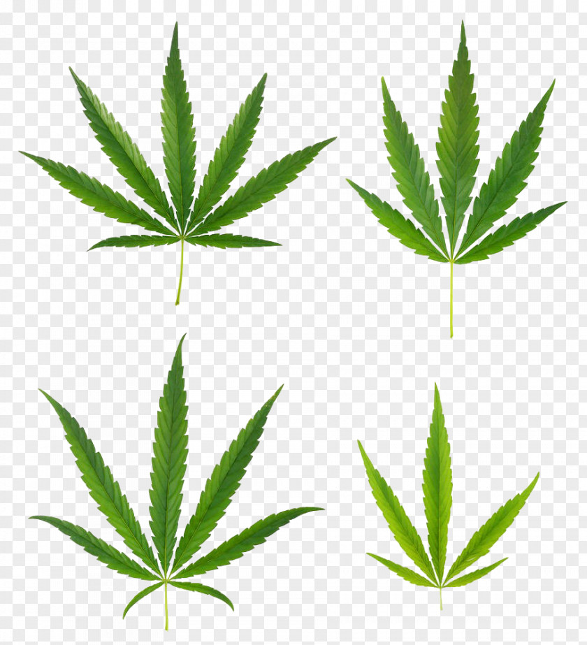 A Variety Of Cannabis Leaves Sativa Marijuana Ruderalis Leaf PNG