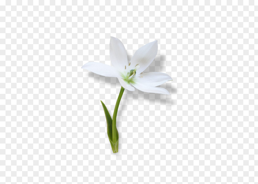 Amaryllis Belladonna Hippeastrum White Lily Flower PNG