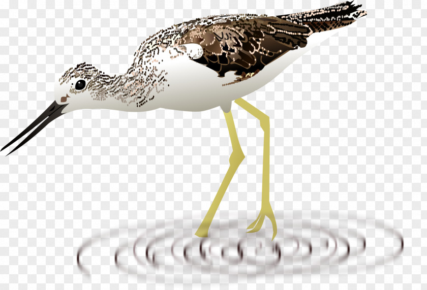 Bird Common Greenshank Beak Wader PNG