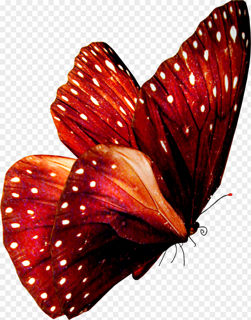 Butterfly Art Stock Photography Royalty-free PNG