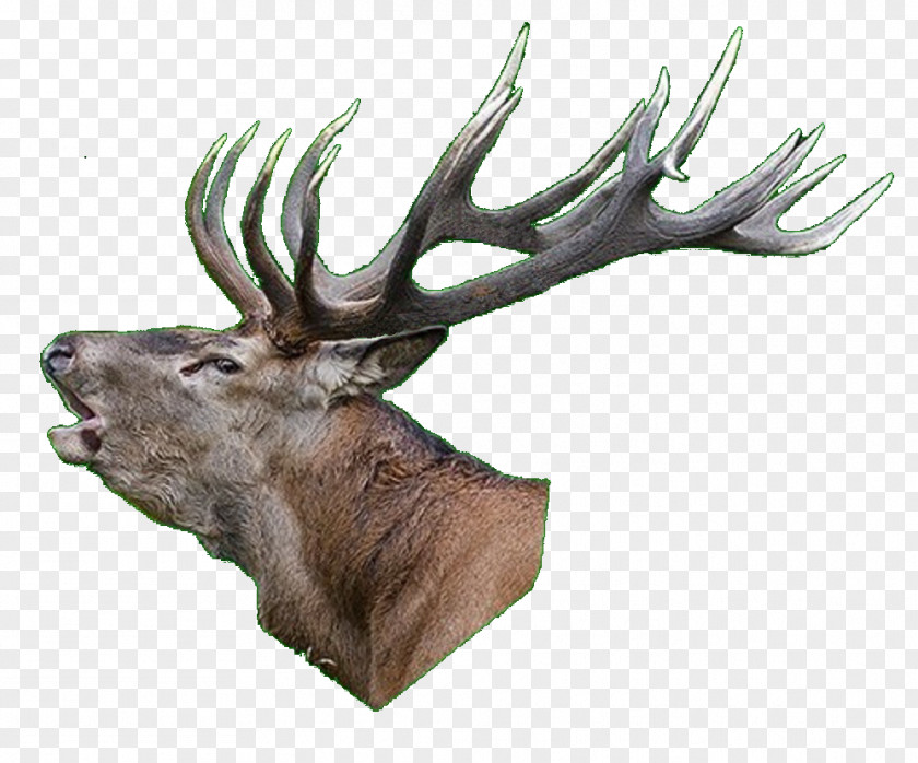 Deer Elk White-tailed Reindeer Antler PNG