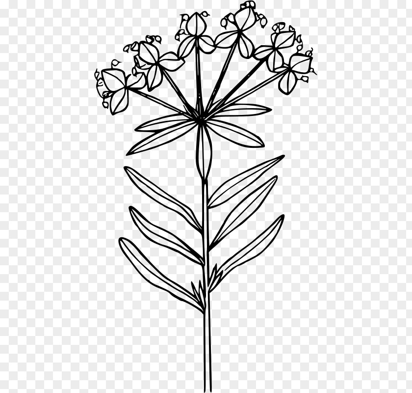 Euphorbia Esula Wildflower Poppy Clip Art PNG