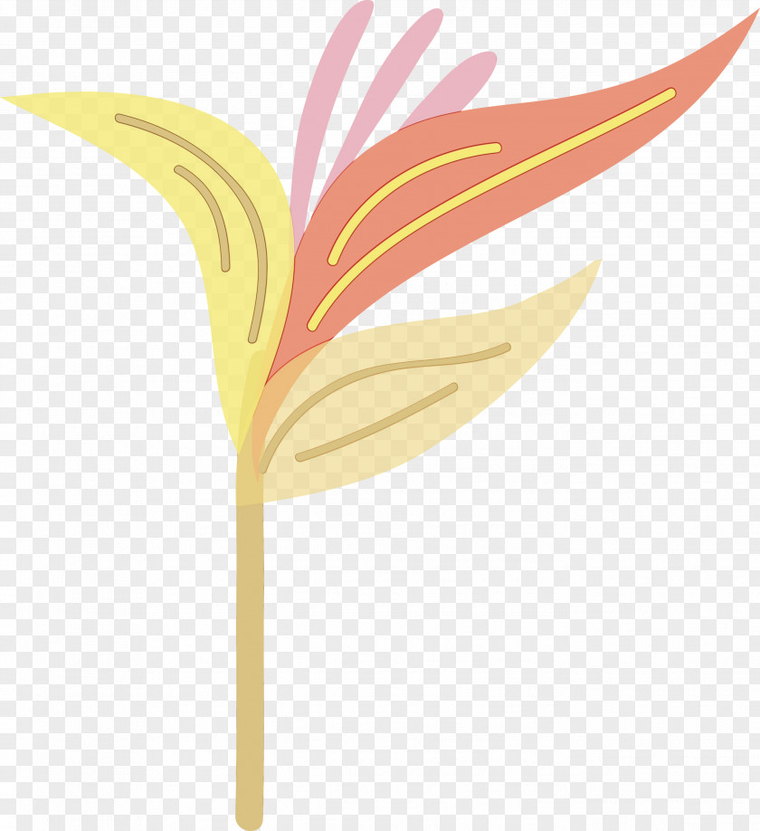 Feather PNG