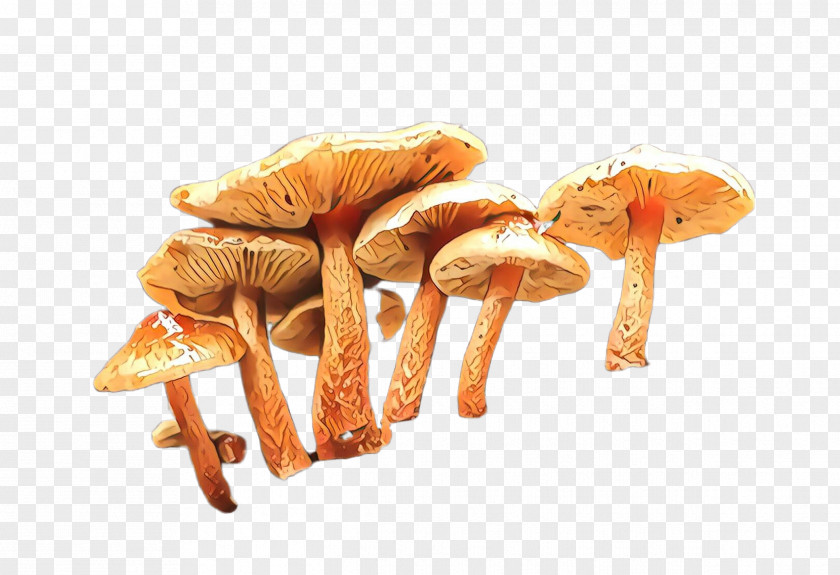 Mushroom Agaricus Champignon Agaricaceae Edible PNG
