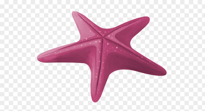 Purple Starfish Pisaster Ochraceus Euclidean Vector PNG