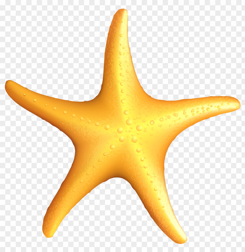 Starfish Clip Art PNG