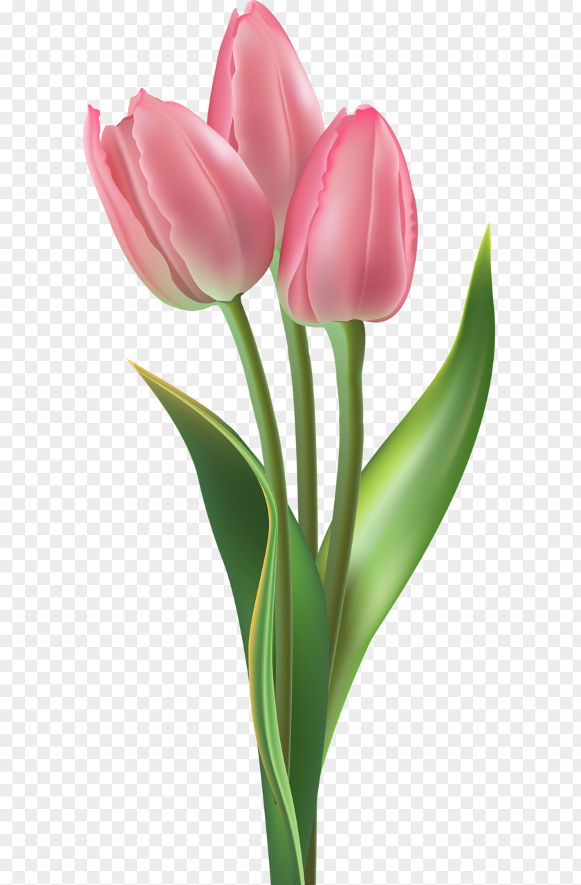 Tulip Pink Flowers Clip Art Floral Design PNG
