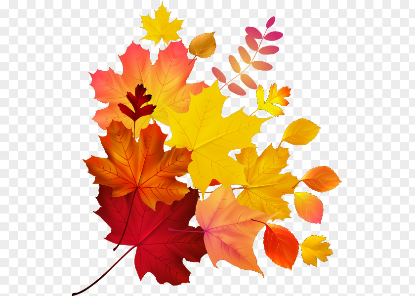 Maple Leaf Autumn Color Royalty-free PNG