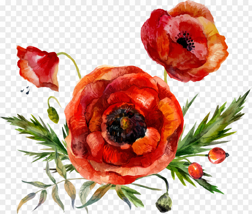 Vector Watercolor Flower Leaf Decoration Poppy Painting PNG