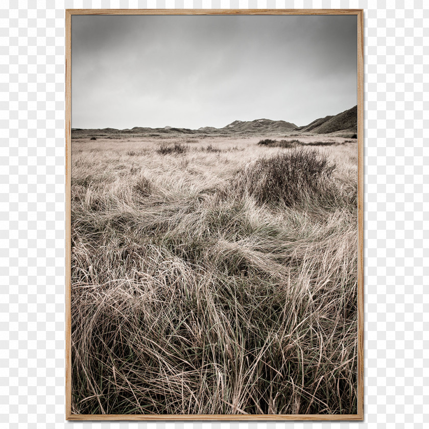 Autumn Promotional Poster Skagen Klitplantage Foto Factory Dune North Sea PNG