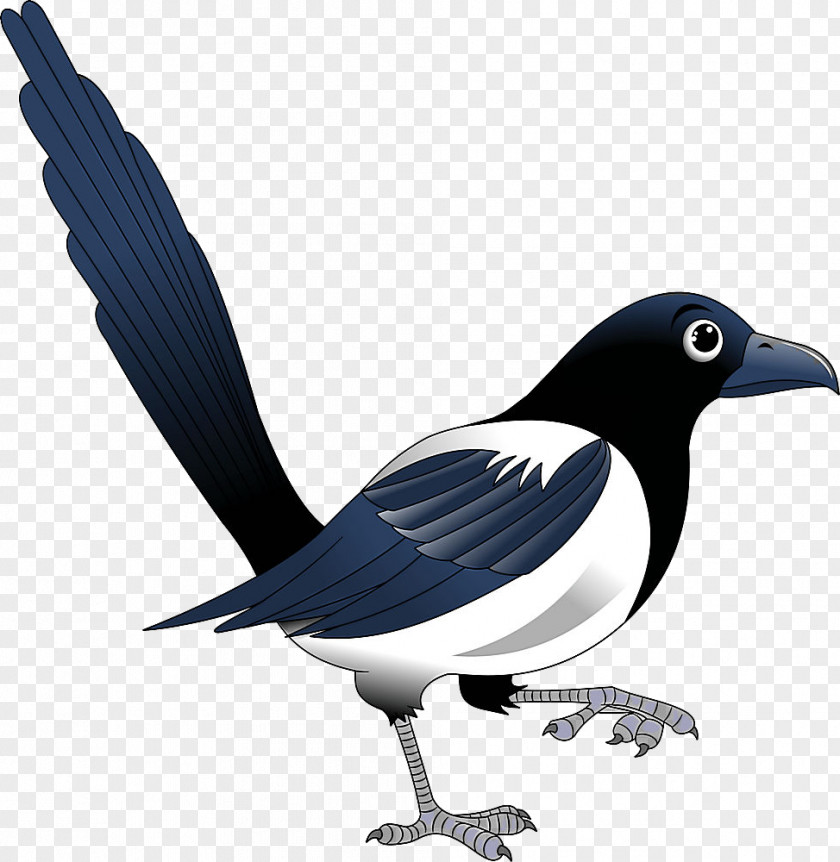 Bird Black Billed Magpie Beak Eurasian PNG