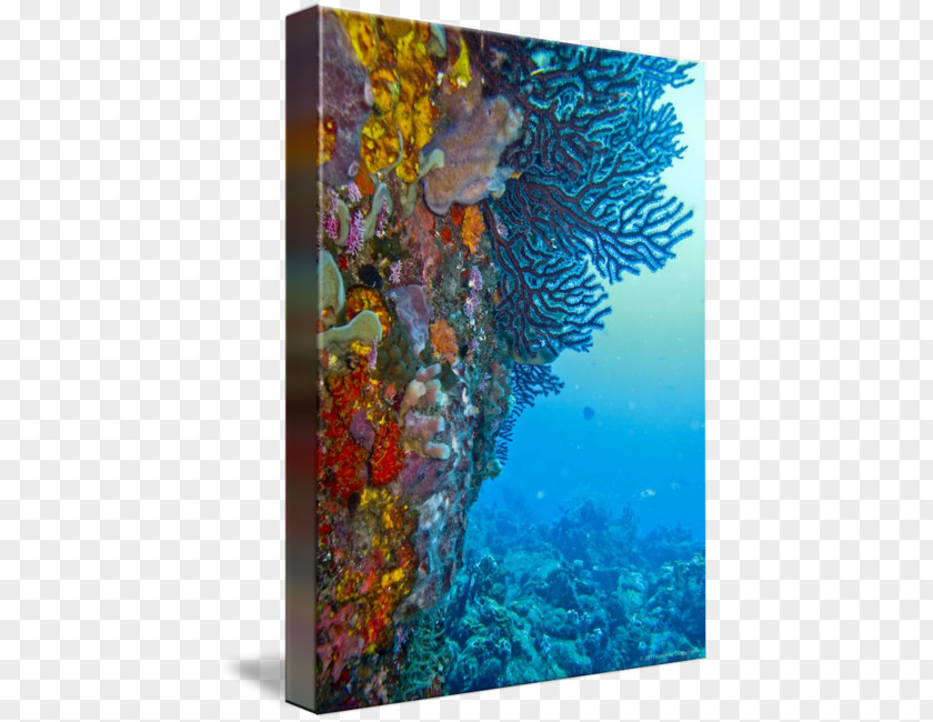 Diamond Rock Coral Reef Fish Modern Art Marine Biology PNG