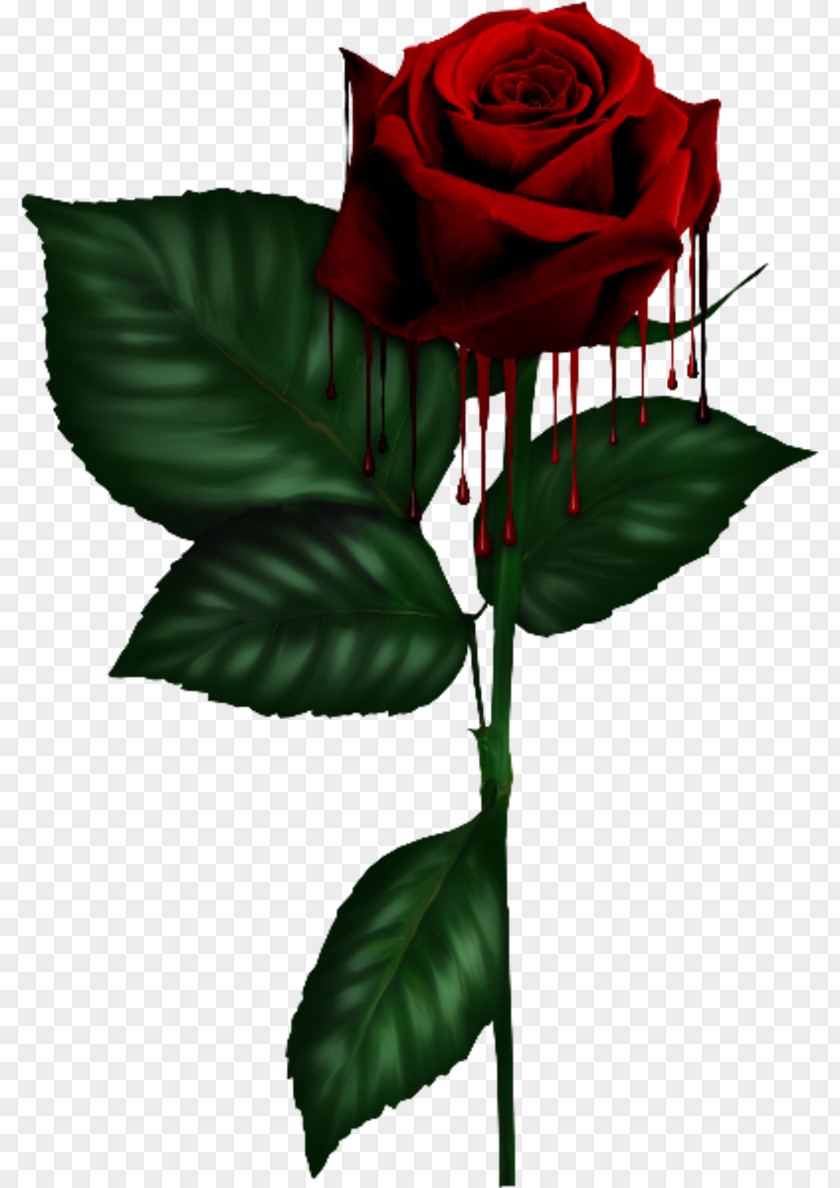 Gothic Garden Roses Cabbage Rose PNG