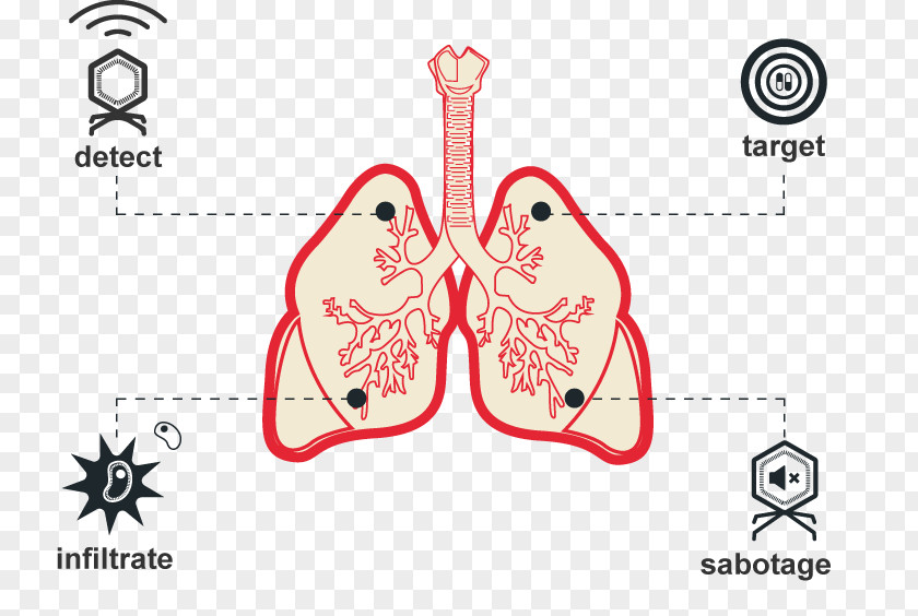 Mycobacterium Tuberculosis International Genetically Engineered Machine Protective Factor Health PNG