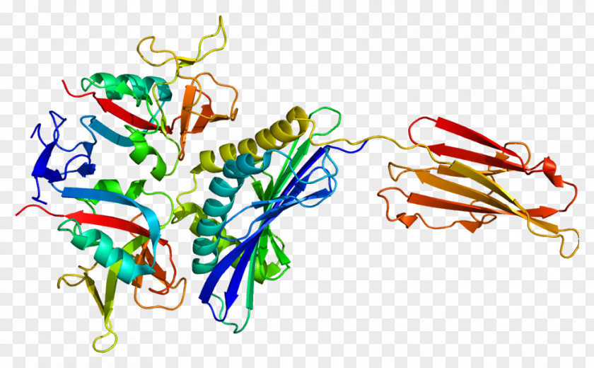 NKG2D Natural Killer Cell CD94/NKG2 C-type Lectin PNG