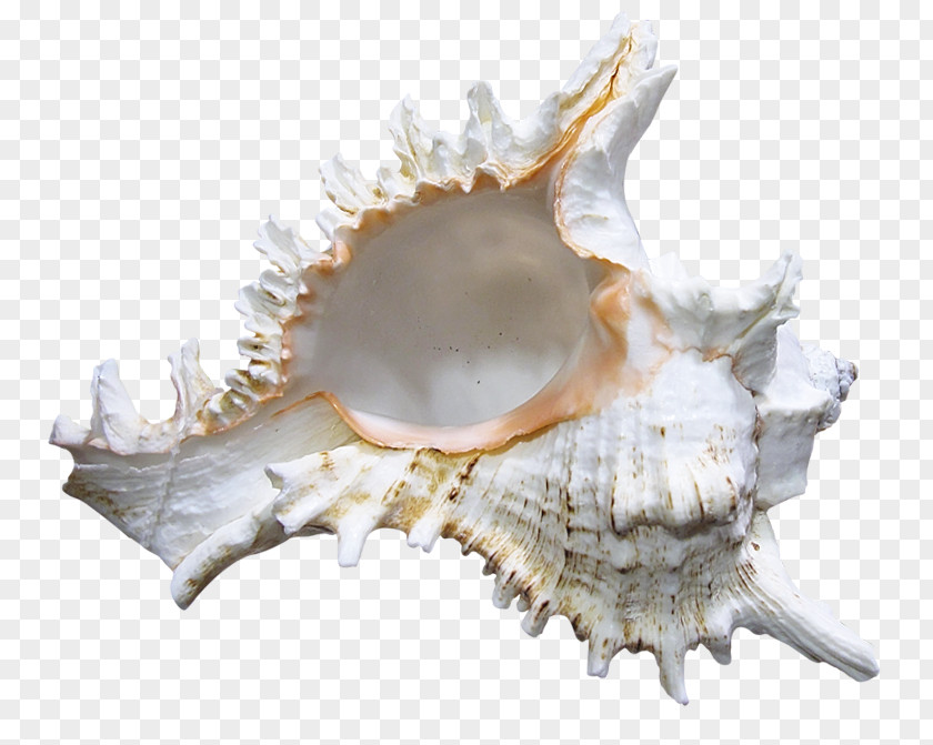 Seashell Cockle Clip Art PNG