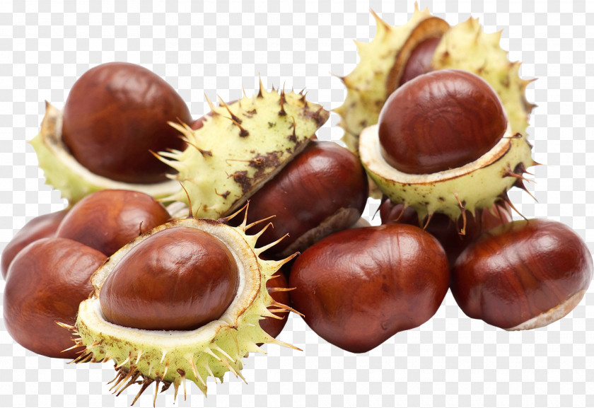 Chestnut European Horse-chestnut Food Stock Photography PNG