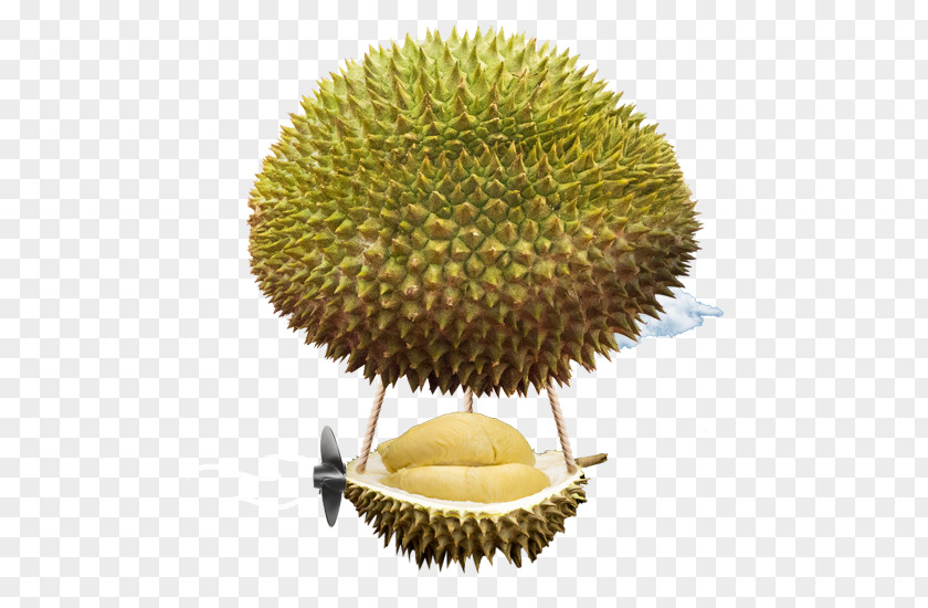 Durian Durio Zibethinus Fruit Food Ingredient Pasta PNG