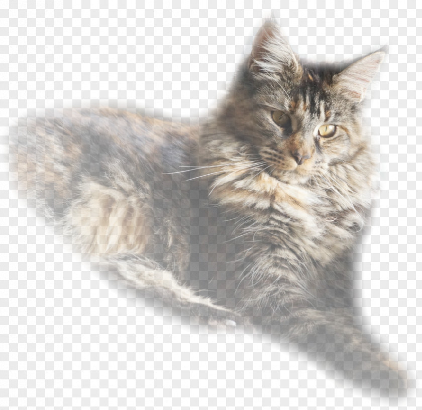 Kitten Maine Coon Nebelung Norwegian Forest Cat Asian Semi-longhair Ragamuffin PNG