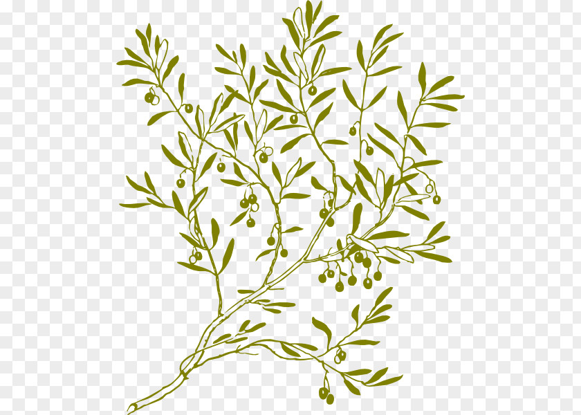 Olive Wreath Branch Clip Art PNG